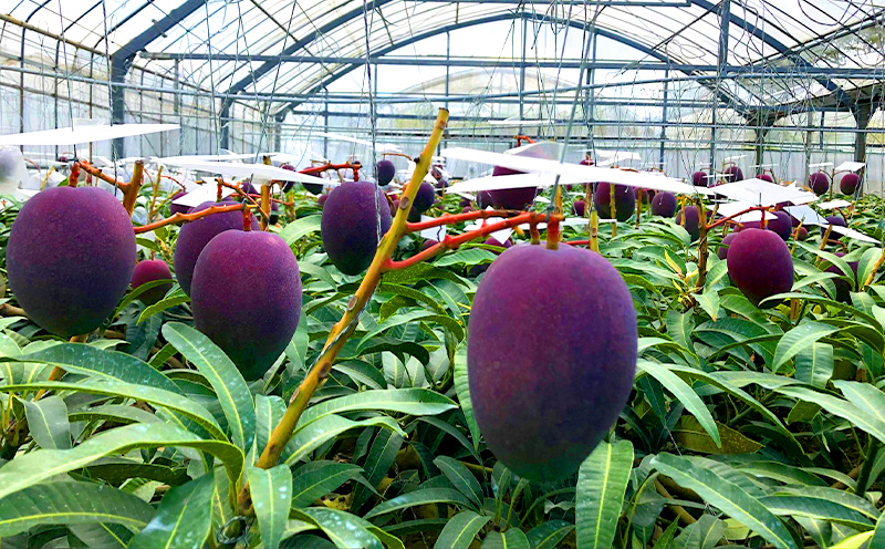 2025年発送【沖縄やんばる産】約2kg　家庭で楽しむアップルマンゴー （Ms mango farm） 南国 南国フルーツ 先行予約 期間限定 沖縄 甘味 糖度 フルーツ 果物 果実 プレゼント ギフト トロピカル 数量限定 予約 おすすめ くだもの 太陽 やんばる 自然