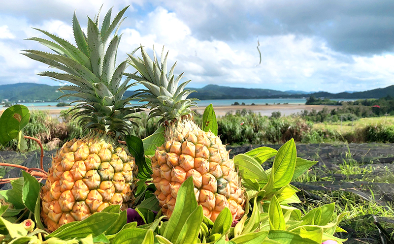 2026年「屋我地島のボゴールパイン」2kg以上【屋我地島　イリ玉城農園】 沖縄 屋我地島 ボゴール パイナップル ぱいん 県産 名護市 なご ２キロ 送料無料 ご当地 ふるさと納税 お取り寄せ 果物 くだもの 果実 青果物 デザート フルーツ おやつ