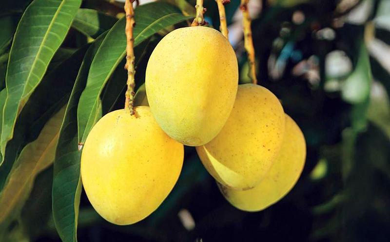 【2026年 先行予約】金蜜マンゴー&アーウィンマンゴー秀品 食べ比べセット　800g以上 秀品 先行予約 沖縄 甘味 糖度 濃厚 おいしい お土産 アーウィン きんみつ 食べ比べ まんごー ギフト プレゼント 果物 くだもの 果実 ふるさと納税 フルーツ 送料無料