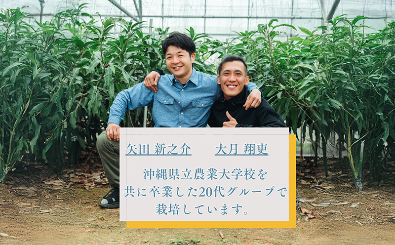 【2026年 先行予約 数量限定】金蜜マンゴー 家庭用 800g以上 家庭用 先行予約 沖縄 甘味 糖度 濃厚 おいしい お土産 まんごー きんみつ ギフト プレゼント 果実 くだもの 果物 ふるさと納税 送料無料 トロピカル 名護市 フルーツ