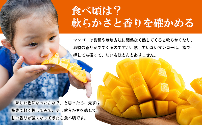 【2026年発送】マンゴー家庭用　約１kg 期間限定 数量限定 先行予約 フルーツ 果物 南国 プレゼント お土産 おみやげ ギフト スイーツ 贈答 冷蔵 人気 おすすめ デザート 青果 おきなわ 季節 くだもの