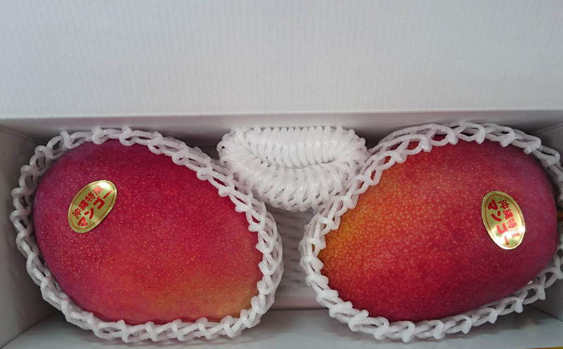 【2026年発送先行予約】こだわりのアップルマンゴー　優品1kg　ふるいっと 数量限定 名護市 沖縄 フルーツ くだもの 果物 南国 スイーツ デザート 人気 おすすめ ギフト プレゼント 期間限定 おきなわ アップルマンゴー 優品 贈り物 大自然 お取り寄せ