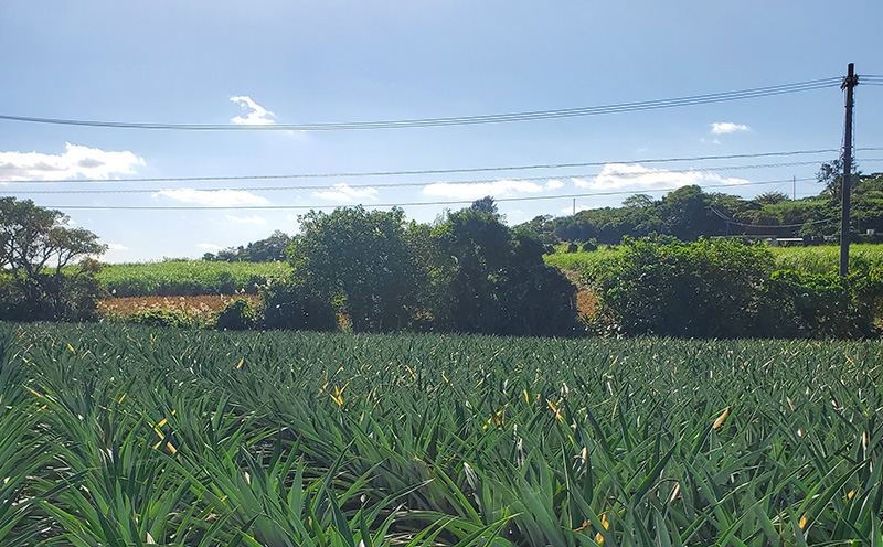 【2026年先行予約】７５パイン（ボゴール）4kg以上 パイン パイナップル パインアップル 沖縄県産パイン フルーツ 南国フルーツ トロピカルフルーツ 沖縄フルーツ 果物 くだもの 果実 デザート 甘い 人気 おすすめ プチギフト 産地直送 国産 沖縄 名護市