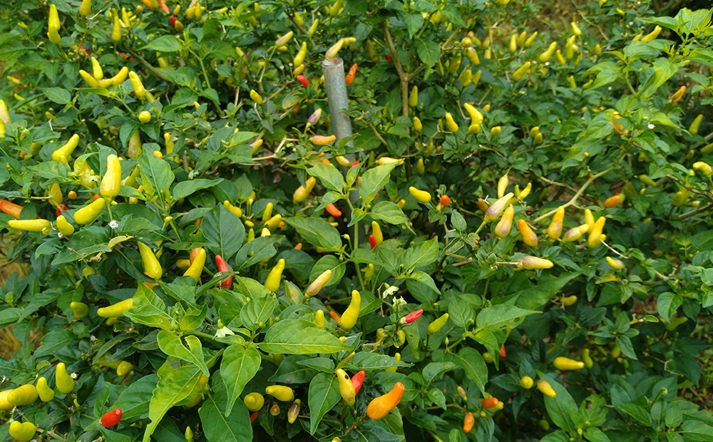 島とうがらし一味　10g×2本 沖縄県 名護市 島とうがらし 島唐辛子 一味 自家農園 無添加 辛い 辛味 唐辛子 人気 料理 おすすめ オススメ スパイス 香辛料 とうがらし 普段使い やんばる お取り寄せ