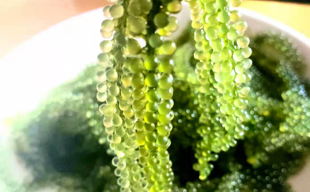 茎無し海ぶどう　300g（たれ付き） 沖縄県産 名護市 海ぶどう 海ブドウ うみぶどう 茎無し 茎なし たれ付き 鮮度抜群 海藻 海鮮 おつまみ プチプチ 常温 お取り寄せ 人気 おすすめ オススメ 沖縄 やんばる