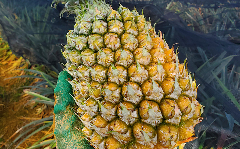 【2026年先行予約】ふちゃく農園の75パイン2.4kg以上 パイン パイナップル パインアップル スナックパイン 沖縄県産パイン フルーツ 南国フルーツ トロピカルフルーツ 沖縄フルーツ 果物 くだもの 果実 デザート 甘い 人気 プチギフト 産地直送 国産 沖縄 名護市