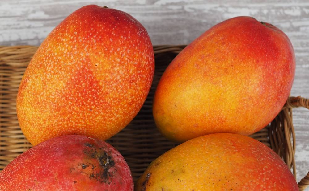 2026年発送　アップルマンゴー（家庭用）4kg以上【羽地の駅】 2026年 果物 沖縄 特産品 旬 マンゴー 家庭用 フルーツ 先行予約 夏 お取り寄せ 甘い おすすめ デザート おいしい 数量限定 期間限定 人気 令和8年 厳選