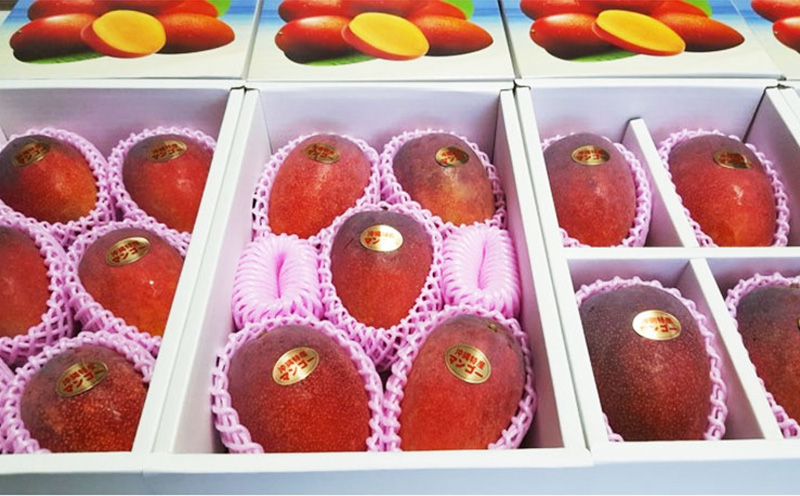 【2026年発送】名護市最北端イナミファームの　優品　アップルマンゴー 約2kg フルーツ 果物 期間限定 数量限定 マンゴー 南国 プレゼント お土産 おみやげ ギフト くだもの 沖縄 季節 青果 デザート おすすめ 人気 冷蔵 夏 スイーツ