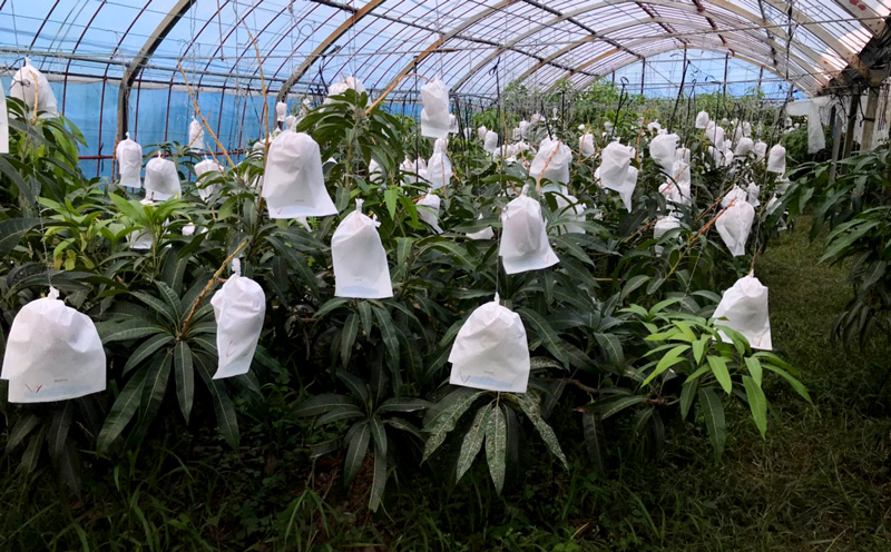 【2026年発送】為又マンゴー園　贈答用　こだわりのマンゴー　約2kg フルーツ 果物 期間限定 数量限定 マンゴー 南国 プレゼント お土産 おみやげ ギフト くだもの 沖縄 おきなわ 青果 デザート おすすめ 人気 冷蔵 夏 スイーツ