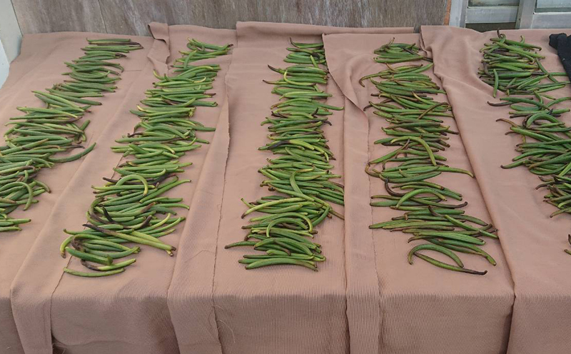 名護市で育てたバニラビーンズ（3本）【沖縄華如拉珈琲】