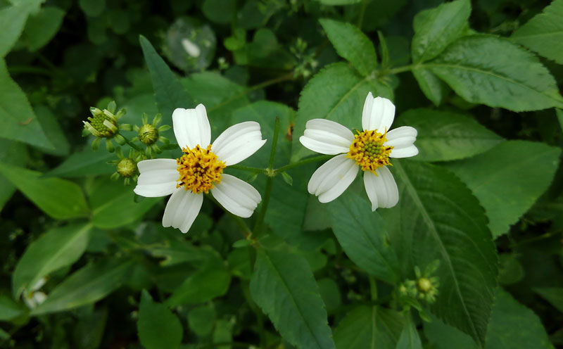 はちみいちゃんのはちみつ【3本セット】蜜蜂ファーム・ときわ