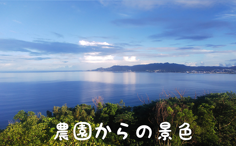 2026年発送【陽月農園】　家庭用マンゴー 約2kg 期間限定 数量限定 先行予約 フルーツ 果物 南国 プレゼント お土産 おみやげ ギフト くだもの 季節 おきなわ 青果 デザート おすすめ 人気 冷蔵 夏 スイーツ