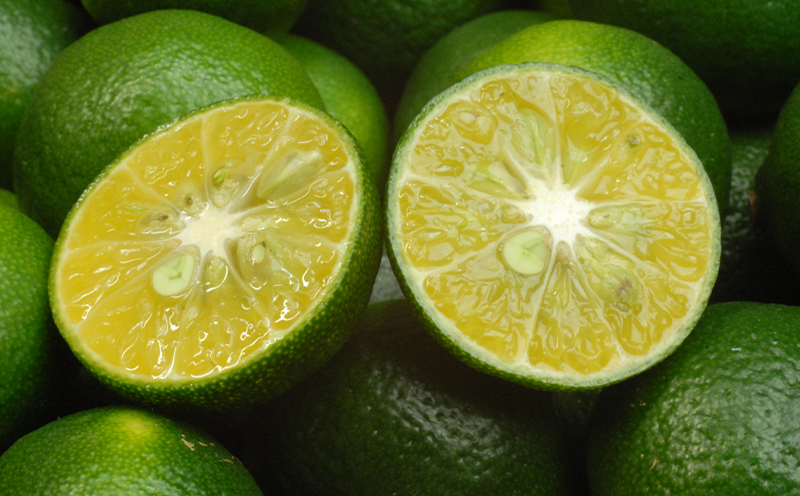 sea-sun勝山シークヮーサー500ml　ゴールド300mlセット 沖縄 おきなわ くだもの 果物 果実 おすすめ お取り寄せ しーくわーさー 名護市 青切り 完熟 ギフト 話題 ドリンク ノビレチン 加工品 人気 送料無料 お土産 ギフト