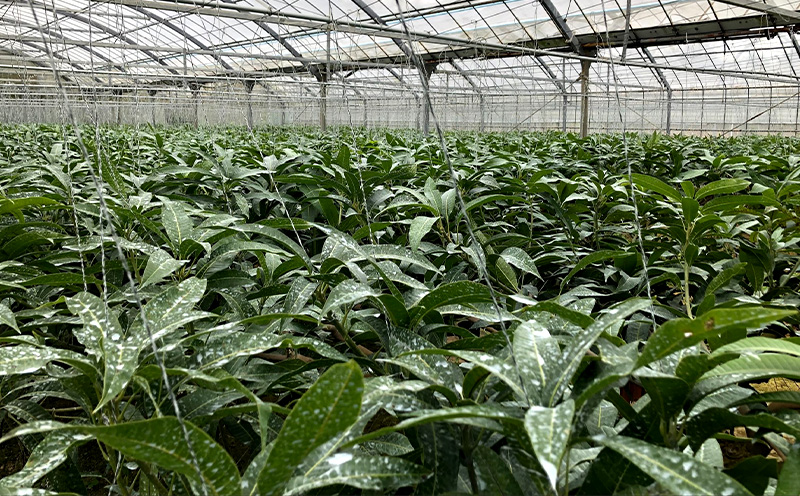 2025年発送【沖縄やんばる産】約2kg　優品アップルマンゴー（Ms mango farm） 南国 南国フルーツ 先行予約 期間限定 沖縄 甘味 糖度 フルーツ 果物 果実 プレゼント ギフト トロピカル 数量限定 予約 おすすめ くだもの 太陽 やんばる 自然