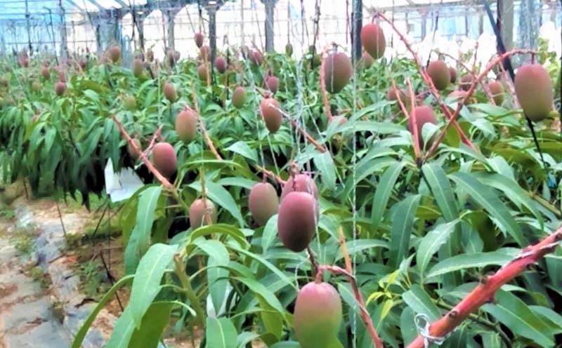 2026年発送【ファーム又吉】A級品アップルマンゴー　約1kg フルーツ 果物 期間限定 数量限定 先行予約 南国 プレゼント お土産 おみやげ ギフト くだもの 季節 おきなわ 青果 デザート おすすめ 人気 冷蔵 夏 スイーツ