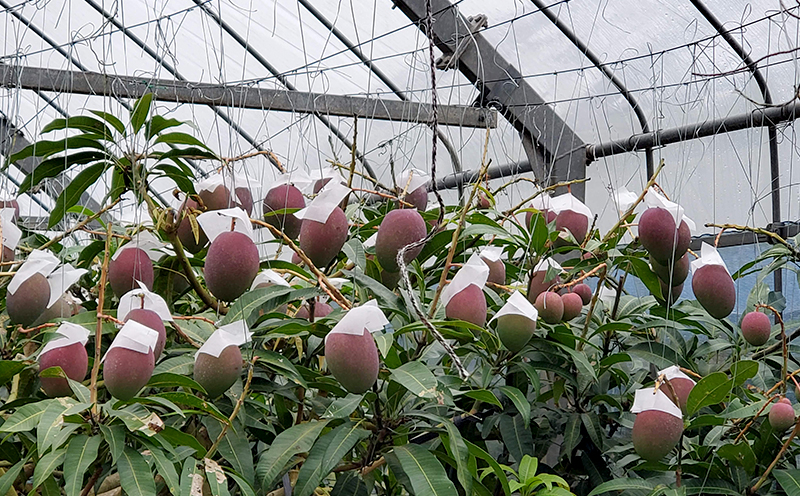 2026年発送【きなマンゴー園】アップルマンゴー　家庭用1.5kg以上 先行予約 完熟 マンゴー アップル 南国 沖縄 フルーツ くだもの 果物 果実 先行予約 産地直送 贅沢 濃厚 スイーツ デザート 旬の果物 ご家庭用 ご自宅用 国産 冷蔵