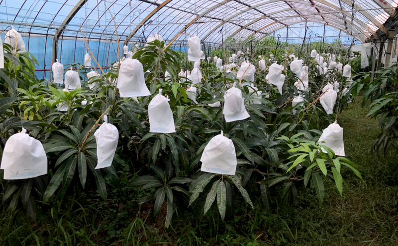 【2026年発送】為又マンゴー園　家庭用　こだわりのマンゴー　約2kg フルーツ 果物 期間限定 数量限定 マンゴー 南国 プレゼント お土産 おみやげ ギフト くだもの 沖縄 おきなわ 青果 デザート おすすめ 人気 冷蔵 夏 スイーツ