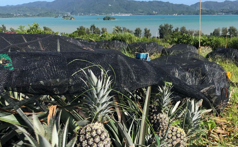 《訳あり品》2026年【屋我地島　農家協同直売所】屋我地島産ボゴールパイン約5kg パイナップル 訳あり品 沖縄 わけあり パインアップル ぱいん フルーツ デザート 名護 訳あり ご当地 送料無料 ふるさと納税 お取り寄せ 生産者応援 5キロ くだもの 屋我地島 農家 共同直売所