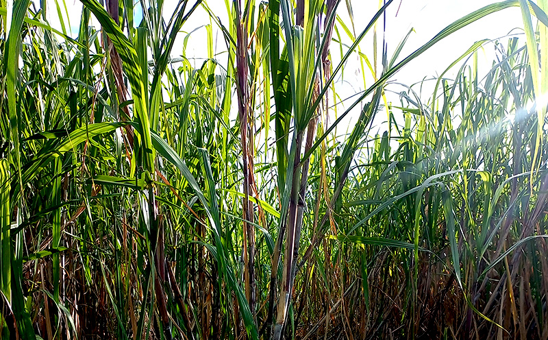 屋我地島のサトウキビ　約2kg 珍しい みやげ 沖縄 おきなわ 短冊型 自然 甘み イネ科 ミネラル 食物繊維 さとうきび 果汁 エネルギー カルシウム マグネシウム 鉄 サトウキビ ビタミン ポリフェノール フラボノイド