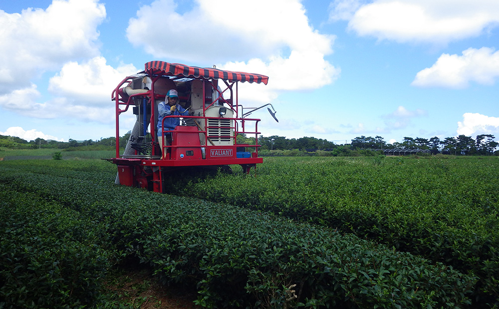 令和8年産　呉我銘茶　400g (200ｇ×2袋) 名護 なご 国産 県産 送料無料 コク 人気 ギフト お茶 さわやか 茶葉 こだわり 飲み物 美味しい 取り寄せ おきなわ オキナワ 沖縄 まろやか 旨味