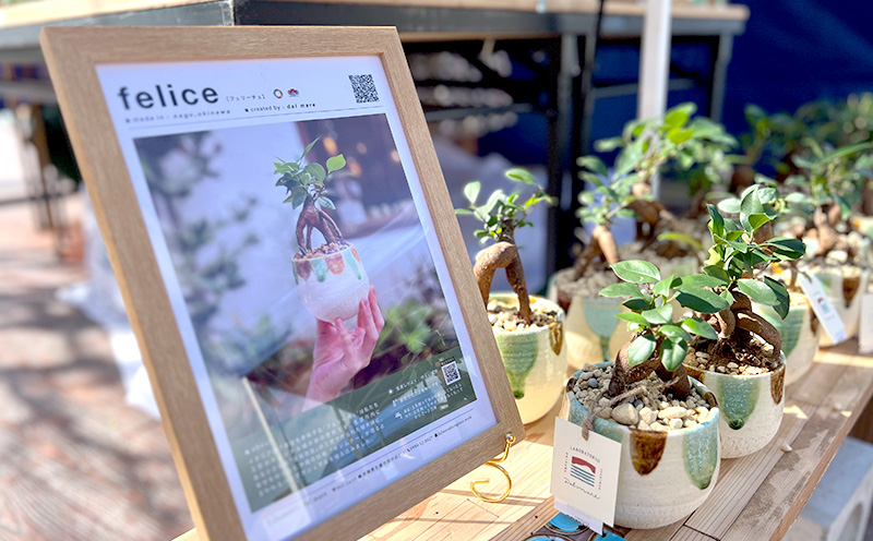 『feliceフェリーチェ』ガジュマル＆ erba エルバ【名護産植木鉢SDGｓ】 やちむん 焼き物 陶芸 ガジュマル 植木鉢 体験 伝統 工芸 鑑賞用 観葉植物 インテリア 初心者 ふるさと納税 沖縄 おきなわ 名護 なご 植物 国産 育てやすい