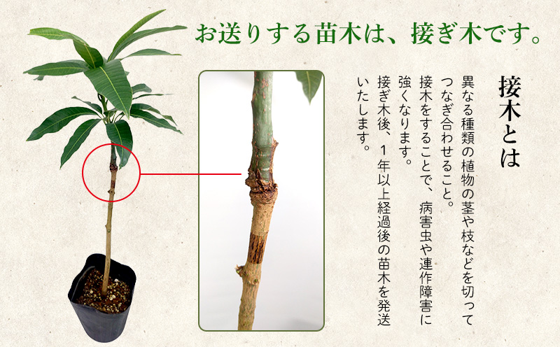 アップルマンゴー苗木5本(アーウィン種) アップル マンゴー 苗 お祝い アーウィン種 アーウィン 苗木 果物 果実 育てやすい インテリア 鉢植え 観葉植物 植物 観賞用 グリーン ギフト 贈り物 プレゼント 沖縄