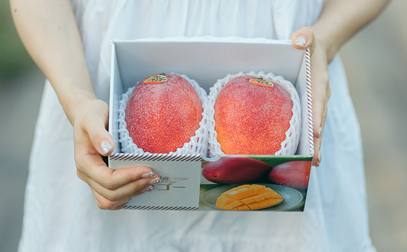 2025年発送【中山マンゴー園】沖縄県やんばる産　クロレラマンゴー贈答用800g以上【秀品】 完熟 マンゴー アップル 南国 沖縄 フルーツ くだもの 果物 果実 先行予約 産地直送 贅沢 濃厚 スイーツ デザート 旬の果物 贈り物 ギフト プレゼント 贈答用