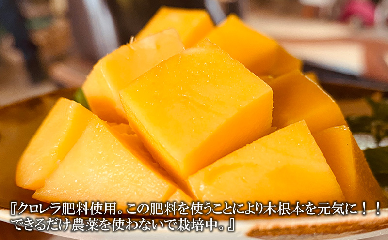 2025年発送【中山マンゴー園】沖縄県産【クロレラ肥料使用】家庭用マンゴー2kg以上（4～6玉） 先行予約 完熟 マンゴー アップル 南国 沖縄 フルーツ くだもの 果物 果実 先行予約 産地直送 贅沢 濃厚 スイーツ デザート 旬の果物 ご家庭用 ご自宅用 国産 冷蔵