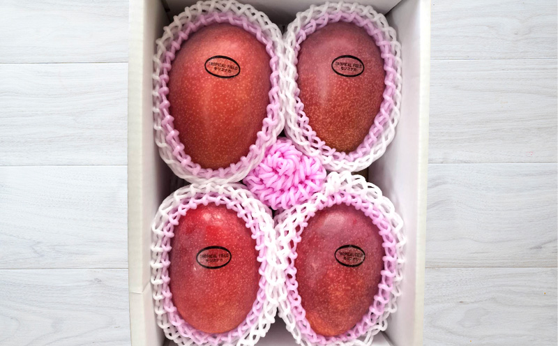 2026年発送【TROPICAL FIELD モリ之ナカ】極撰マンゴー　約1.5kg（3～4玉） フルーツ 果物 期間限定 数量限定 先行予約 南国 プレゼント お土産 おみやげ ギフト くだもの 沖縄 おきなわ 青果 デザート おすすめ 人気 冷蔵 夏 スイーツ