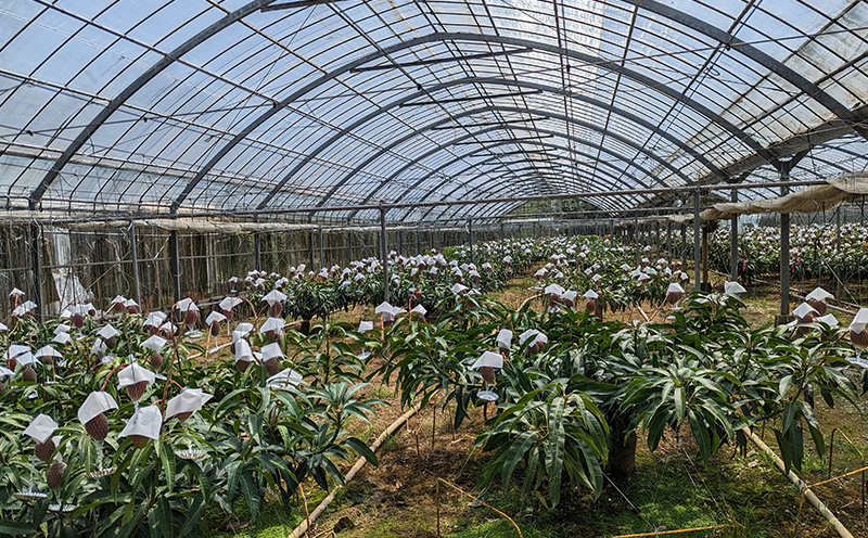 2026年発送【TROPICAL FIELD モリ之ナカ】極撰マンゴー約2kg（3～5玉） フルーツ 果物 期間限定 数量限定 先行予約 南国 プレゼント お土産 おみやげ ギフト くだもの 沖縄 おきなわ 青果 デザート おすすめ 人気 冷蔵 夏 スイーツ