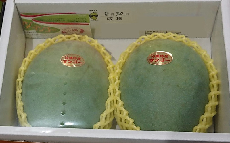 2026年発送【TROPICAL FIELD モリ之ナカ】幻のキーツマンゴー　2kg以上 フルーツ 幻 果物 期間限定 数量限定 先行予約 プレミアム 南国 プレゼント お土産 ギフト くだもの 沖縄 青果 デザート おすすめ 人気 冷蔵 夏 スイーツ