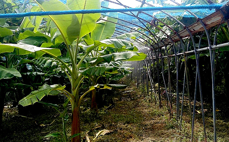 名護市産　冷凍完熟アップルバナナ1kg 名護市 なご ばなな 冷凍 食物繊維 手軽 アイス デザート アレンジ 真空パック 食べやすい おやつ 新鮮 完熟 一口サイズ 甘味 栄養満点 ヨーグルト スムージー パンケーキ