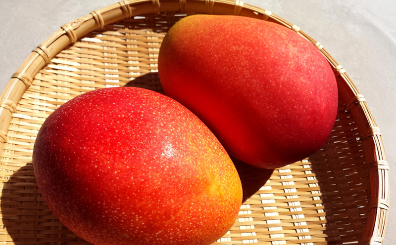 【2025年 先行予約】金蜜マンゴー&アーウィンマンゴー家庭用 食べ比べセット　1.5kg以上 家庭用 先行予約 沖縄 甘味 糖度 濃厚 おいしい お土産 アーウィン きんみつ 食べ比べ まんごー 自分用 デザート 果物 くだもの 果実 ふるさと納税 フルーツ 送料無料