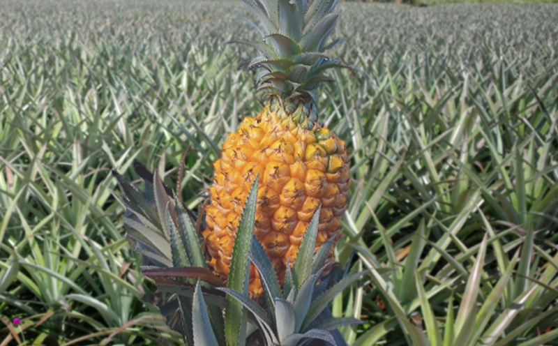 2026年【屋我地島　農家協同直売所】屋我地島のボゴールパイン1.5kg以上（2～3玉） パイナップル 先行予約 沖縄 名護市 フルーツ 厳選 こだわり 果物 くだもの パイン お取り寄せ ふるさと納税 送料無料 南国フルーツ ぱいん 名護市 なご 食べ物 やんばる トロピカル