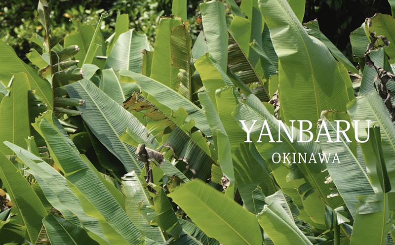 還元ウコン茶 沖縄 名護 飲料 お茶 紅茶 ティ おすすめ 人気 うっちん うこん 飲み物 ソフトドリンク やんばる 自然 健康 ギフト プレゼント 敬老の日 父の日 母の日