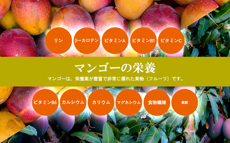 【2026年発送】マンゴー家庭用　約１kg 期間限定 数量限定 先行予約 フルーツ 果物 南国 プレゼント お土産 おみやげ ギフト スイーツ 贈答 冷蔵 人気 おすすめ デザート 青果 おきなわ 季節 くだもの