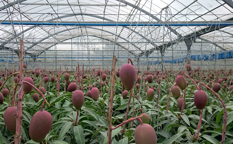 【2026年発送先行予約】こだわりのアップルマンゴー　家庭用1.5kg　ふるいっと 数量限定 名護市 沖縄 フルーツ くだもの 果物 南国 スイーツ デザート 人気 おすすめ ギフト プレゼント 期間限定 おきなわ アップルマンゴー 家庭用 贈り物 大自然 お取り寄せ