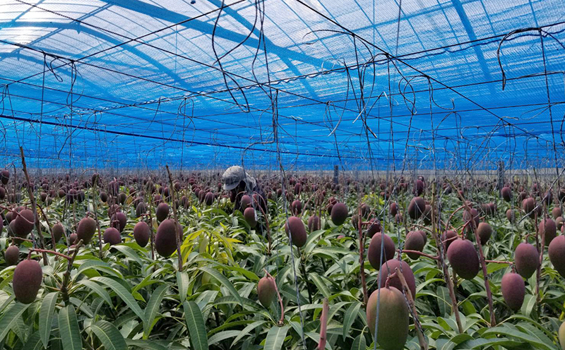 【2026年発送先行予約】こだわりのアップルマンゴー　優品1kg　ふるいっと 数量限定 名護市 沖縄 フルーツ くだもの 果物 南国 スイーツ デザート 人気 おすすめ ギフト プレゼント 期間限定 おきなわ アップルマンゴー 優品 贈り物 大自然 お取り寄せ