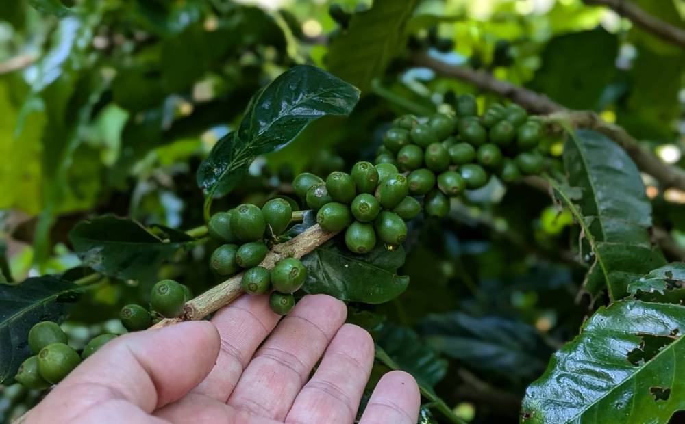 名護市産100％コーヒー豆（ティピカ）　中浅煎り　50g 沖縄県産 名護市 コーヒー コーヒー豆 ティピカ 中浅煎り おいしい おすすめ 焙煎 100％コーヒー豆 人気 お取り寄せ プレゼント お土産 ギフト 贈り物 やんばる おきなわ 名護