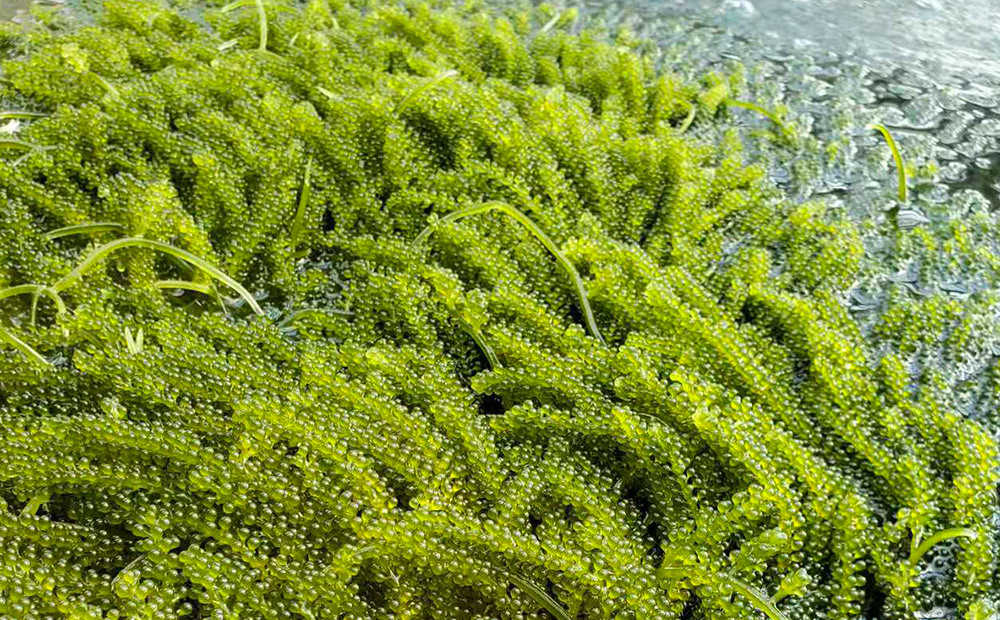 茎無し海ぶどう　300g（たれ付き） 沖縄県産 名護市 海ぶどう 海ブドウ うみぶどう 茎無し 茎なし たれ付き 鮮度抜群 海藻 海鮮 おつまみ プチプチ 常温 お取り寄せ 人気 おすすめ オススメ 沖縄 やんばる