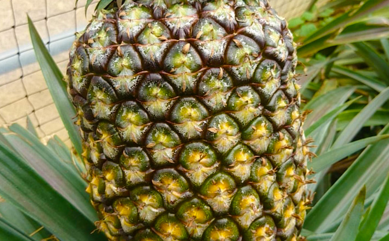 【2026年先行予約】ふちゃく農園のゴールドバレル3kg以上 パイン パイナップル パインアップル 高級パイン 沖縄県産パイン フルーツ 南国フルーツ トロピカルフルーツ 高級フルーツ 果物 くだもの 果実 デザート 甘い 人気 プチギフト 産地直送 国産 沖縄 名護市