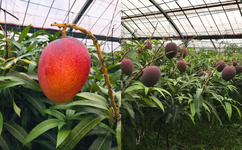 【2026年発送】為又マンゴー園　贈答用　こだわりのマンゴー　約2kg フルーツ 果物 期間限定 数量限定 マンゴー 南国 プレゼント お土産 おみやげ ギフト くだもの 沖縄 おきなわ 青果 デザート おすすめ 人気 冷蔵 夏 スイーツ