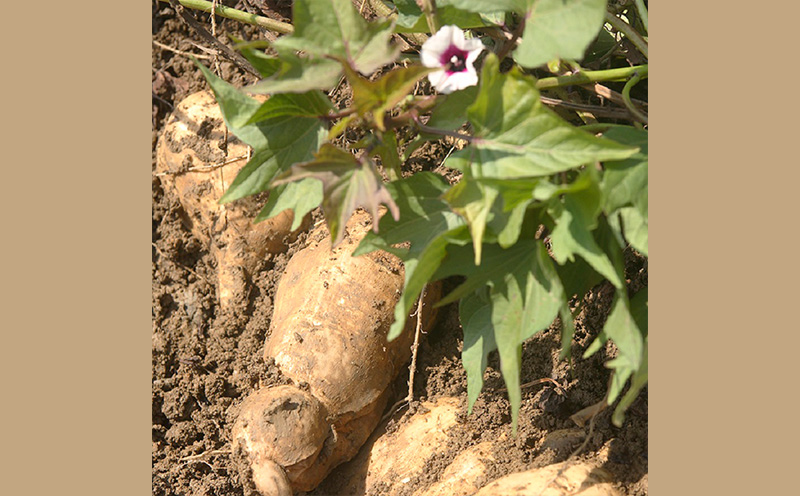 ヘリオス酒造【沖縄初、日本最南端の本格いも焼酎】「紅一粋－べにいっすい－」25度　ギフトセット【720ml×2本】