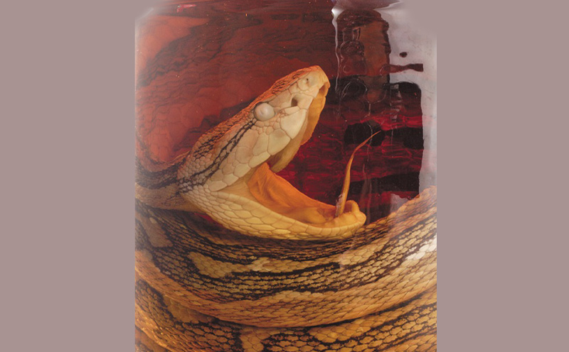 ヘリオス酒造【50年以上のロングセラーブランド】沖縄産さとうきび100％・沖縄ラム漬けハブ酒「うるま」40%720ml【化粧箱入り】