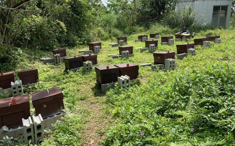 BitterHoney 非加熱無添加 ビターハニー2個 はちみつ 蜂蜜 国産 瓶詰 蜜 ハチミツ 純粋 苦味 名護市 沖縄 非加熱 無添加 無農薬 養蜂 400g アサグラ フカの木 セット ギフト プレゼント