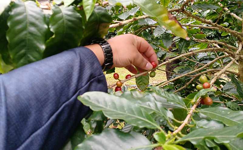 国産（沖縄）【中山コーヒー園】収穫焙煎ツアー3時間（１名様）