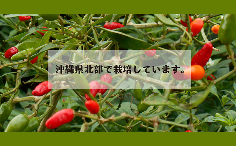 沖縄やんばる産100% やんばるヒリヒリ島とうがらし 4本