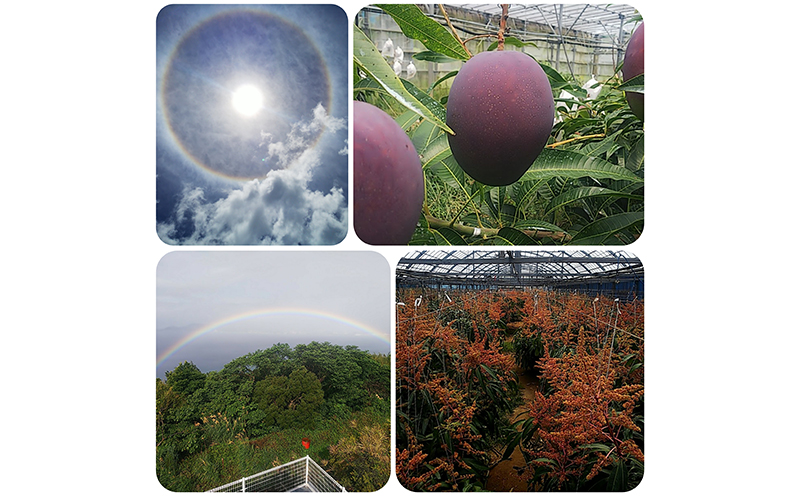 2026年発送【陽月農園】　家庭用マンゴー 約2kg 期間限定 数量限定 先行予約 フルーツ 果物 南国 プレゼント お土産 おみやげ ギフト くだもの 季節 おきなわ 青果 デザート おすすめ 人気 冷蔵 夏 スイーツ