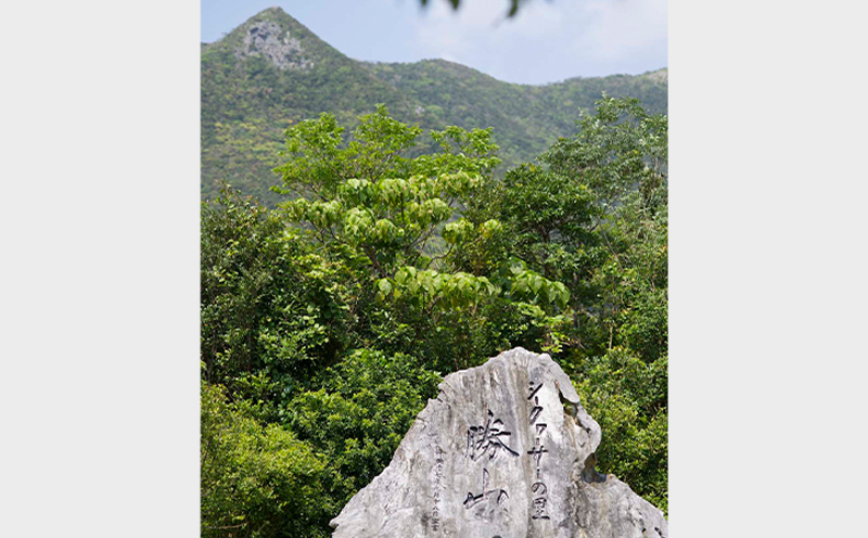 sea-sun勝山シークヮーサー500ml　ゴールド300mlセット 沖縄 おきなわ くだもの 果物 果実 おすすめ お取り寄せ しーくわーさー 名護市 青切り 完熟 ギフト 話題 ドリンク ノビレチン 加工品 人気 送料無料 お土産 ギフト