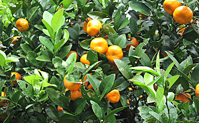 【勝山シークヮーサー青切り・完熟】 300ml×2本 100％果汁